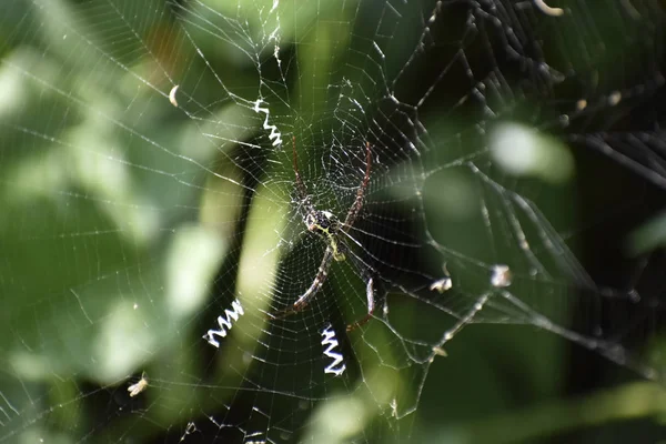 Image of a spider web, spiderweb, spider\'s web, or cobweb