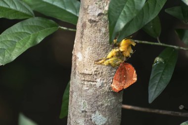Bu resim ormanın içinde bir ağaç gövdesine sıkışmış bir kelebeği gösteriyor.