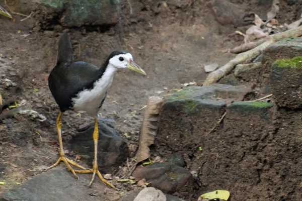 Afbeelding van een witte waterhen met borsten in het bos, ook bekend — Stockfoto