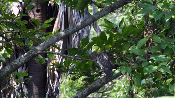 Video Footage Activity Striated Heron Butorides Striata Also Known Mangrove — Stock Video