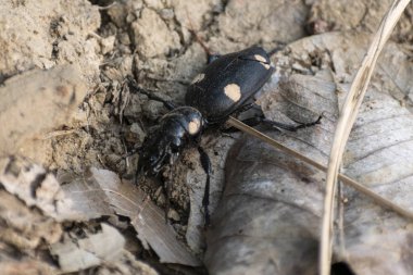 Ölü Titanus dev böceği yerde yürüyor.