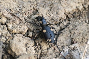 Dead Titanus giganteus beetle walking on a ground clipart