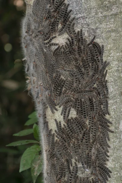 Bild eines Nestes vieler Raupen zusammen auf dem Baumstamm — Stockfoto