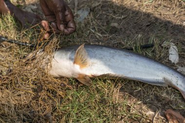 Hindistan, Batı Bengal 'de bir köyde fakir bir balıkçı gölden ağlarla balık tutuyor.