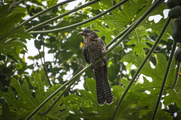 Dişi bir Asya guguk kuşu (Eudinamys scolopaceus) papaya ağacında oturur.