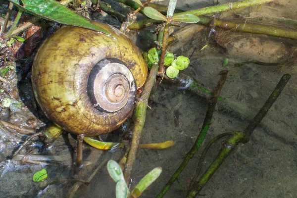 Imagem de um caracol dourado, um tipo de caracol que vive em campos de arroz e rios — Fotografia de Stock