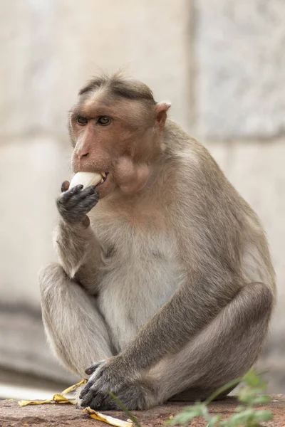 Bir Rhesus makağı ya da Macaca mulatta muz yiyor.