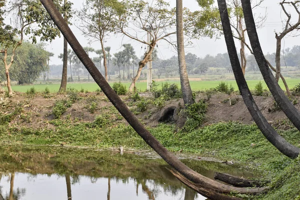Західній Бенгалії Індія Пальми Стоять Ставку Джунглях Віддзеркалюються Воді — стокове фото