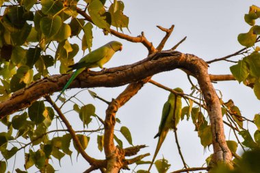 Öğleden sonra, iki papağan ya da gül halkalı papağan (Psittacula krameri) halkalı papağan olarak da bilinen banyan ağacında oturmaktadır.