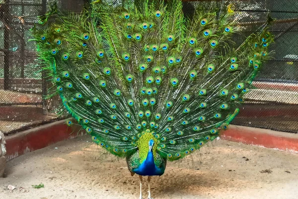 Beautiful Peacock Disambiguation Dancing Zoo His Colorful Wings Spread Image — Stock Photo, Image