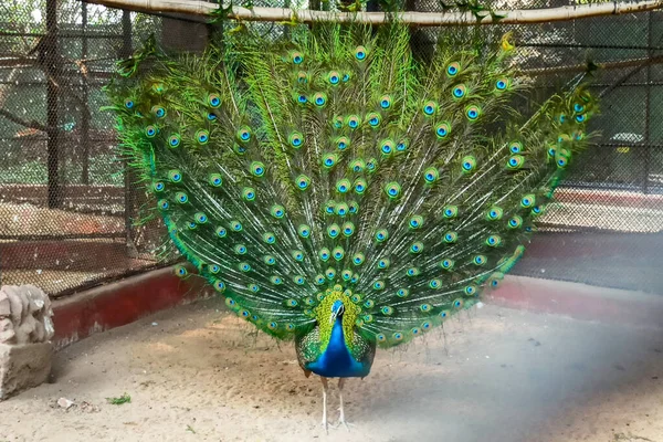 Ein Schöner Pfau Unklarheit Tanzt Zoo Und Seine Bunten Flügel — Stockfoto