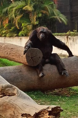Erkek bir şempanze hayvanat bahçesinde tahta bir gövdede dinleniyor. Şempanze (