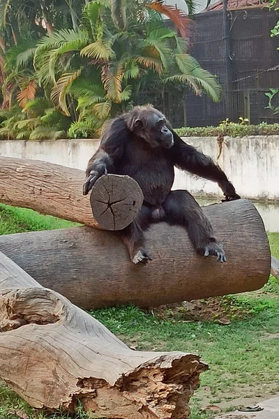 Chimpanzé Mâle Reposant Sur Tronc Bois Dans Zoo Chimpanzé Pan — Photo