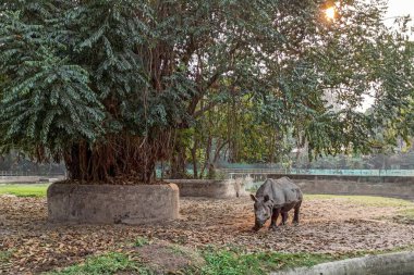 Hayvanat bahçesindeki büyük bir ağacın altında siyah bir gergedan (dezavantaj) dolaşıyor. Aile: Rhinocerotidae, Superfamily: Gergedan fikri
