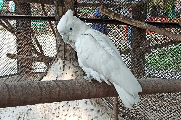 Hayvanat bahçesindeki bir ağaç gövdesinde beyaz bir Cacatua oturuyor. Sülfür ibikli kakadu (