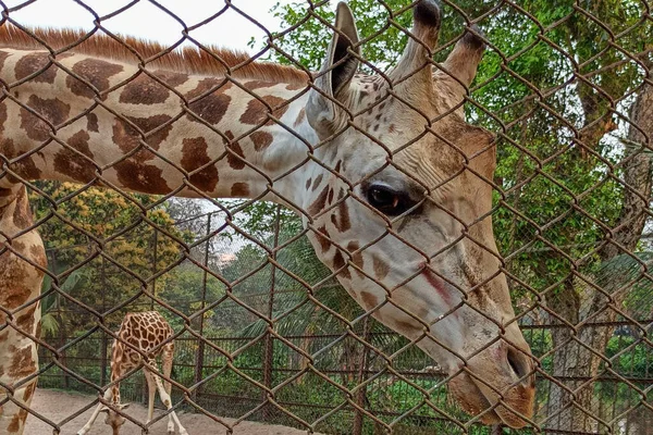 Hayvanat bahçesindeki tel örgülerin ötesindeki bir zürafanın resmi olan zürafa zürafa, bir zürafa ailesidir ve geleneksel olarak zürafa camelopardalis türünün bir türüdür.
