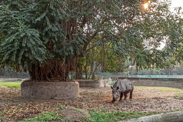 Rinoceronte Negro Desambiguación Está Vagando Bajo Gran Árbol Dentro Del — Foto de Stock