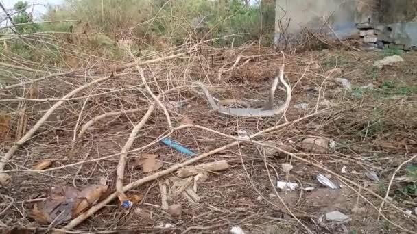 Video Due Serpenti Ratti Indiani Che Accoppiano Estate Area Abbandonata — Video Stock