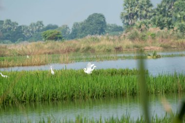 Batı Bengal 'deki bir nehrin kıyısındaki güzel doğa manzarası. Güneşli bir günde tropikal ormanda yeşil ağaçların sulara yansıdığı güzel bir nehir manzarası.