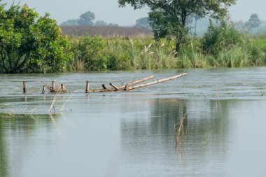 Batı Bengal 'deki bir nehrin kıyısındaki güzel doğa manzarası. Güneşli bir günde tropikal ormanda yeşil ağaçların sulara yansıdığı güzel bir nehir manzarası.