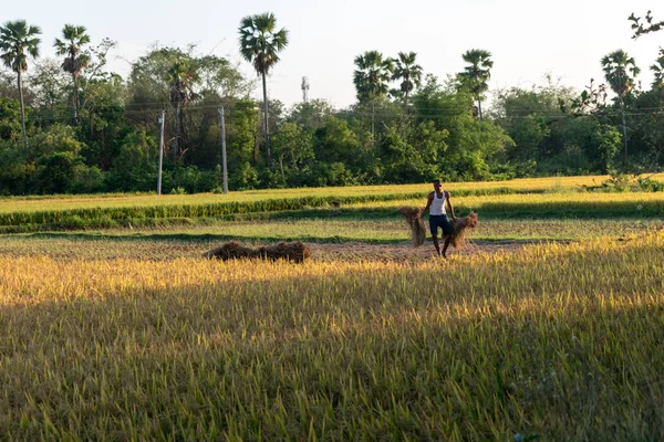Бурдуан Західний Бенгал Індія Травня 2020 Року Хлібороби Збирають Достиглий — стокове фото
