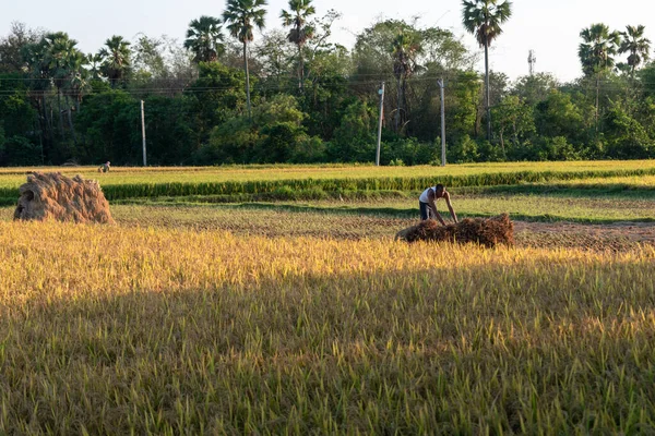 Бурдуан Західний Бенгал Індія Травня 2020 Року Хлібороби Збирають Достиглий — стокове фото