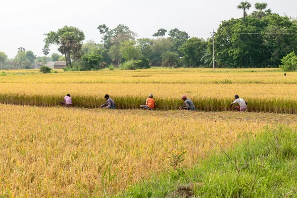 Les Agriculteurs Pauvres Récoltent Riz Mûr Sur Les Terres Agricoles — Photo