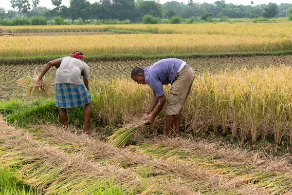 Burdwan, Batı Bengal, Hindistan - 07 Mayıs 2020; çiftçiler tarım arazisinden olgun çeltik tarlaları hasat ediyorlar ve engin çeltik tarlasına düşen altın gün ışığı harika bir manzara yaratıyor.