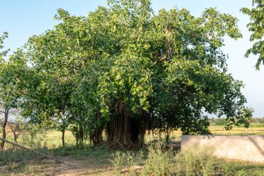 Uçsuz bucaksız topraklarda, açık havada çekilmiş güzel bir banyan ağacının resmi.