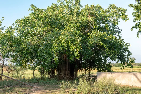 Uçsuz bucaksız topraklarda, açık havada çekilmiş güzel bir banyan ağacının resmi.