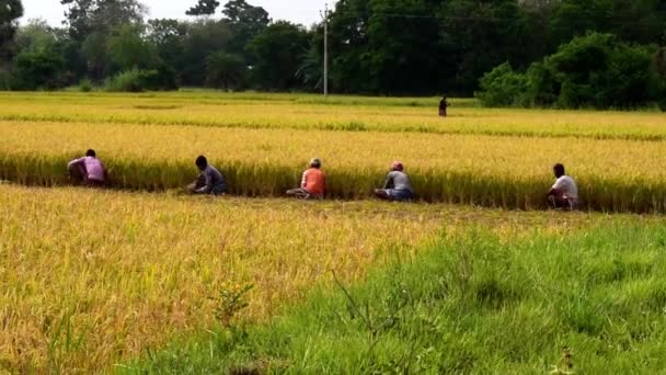 농부들 농지에서 수확하고 떨어진 오후의 황금빛 아름다운 경치를 만들어 — 비디오