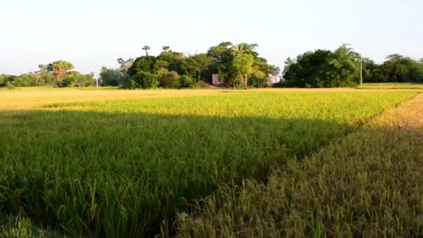 Mais Belas Imagens Vídeo Índia Rural Onde Luz Dourada Tarde — Vídeo de Stock