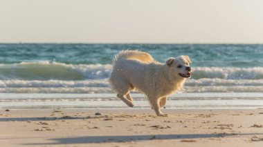 Beyaz bir köpek ve kumsalda oynayan kahverengi bir köpek.