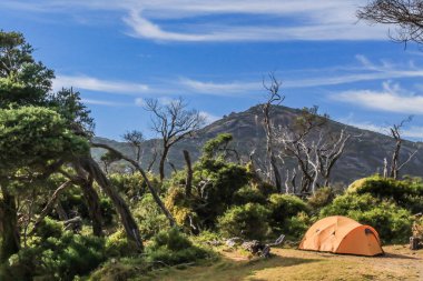 Wilson Promontory Ulusal Parkı 'ndaki kamp alanında..