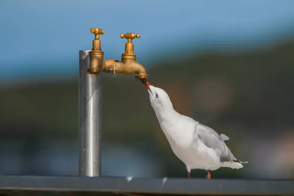 Uma gaivota está bebendo de uma aba — Fotografia de Stock