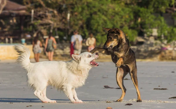 Beyaz bir köpek ve kumsalda oynayan kahverengi bir köpek.