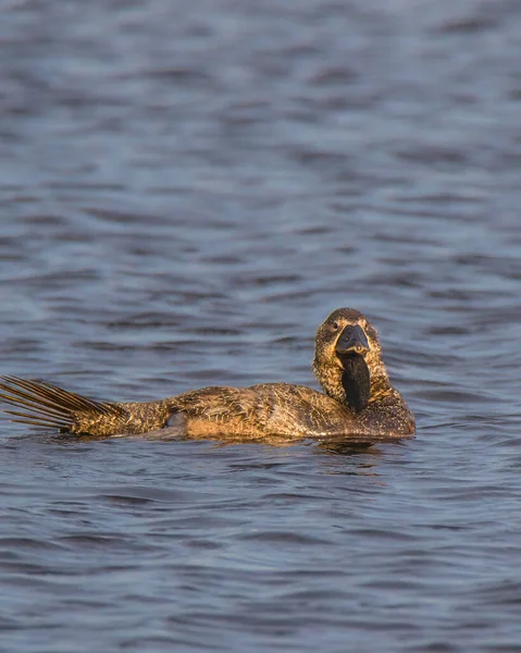 Suda yüzen bir Avustralya Musk ördeği.