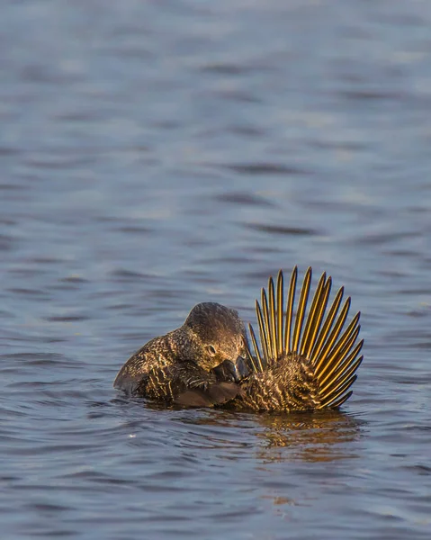 Un'anatra muschiata australiana che galleggia sull'acqua — Foto Stock