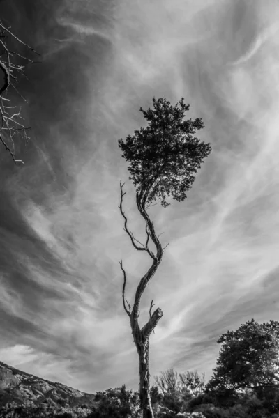 Portrait from Trees and Clouds in Wilson Promontory National Park