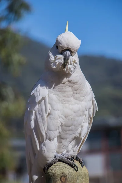 Uma cacatua de crista de enxofre branca em Victoria, Austrália — Fotografia de Stock