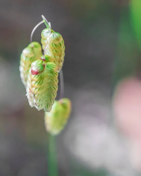 Güneşli bir günde huzur içinde buğday