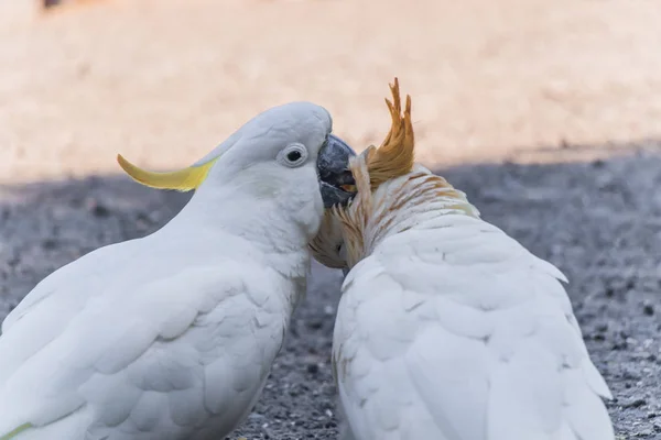 Uma cacatua de crista de enxofre branca australiana em Victoria — Fotografia de Stock