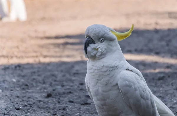 Uma cacatua de crista de enxofre branca australiana em Victoria — Fotografia de Stock