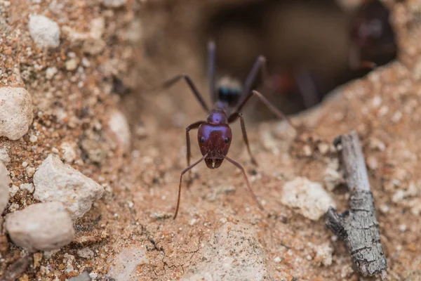 Formiche minuscole, scattate con una macro lente — Foto Stock