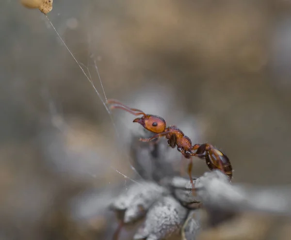 Kleine mieren, geschoten met een macrolens — Stockfoto