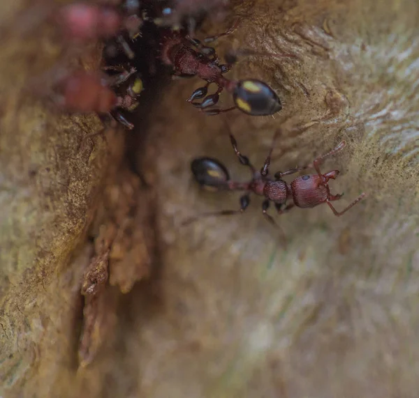 Minik karıncalar, makro mercekle çekiliyor.