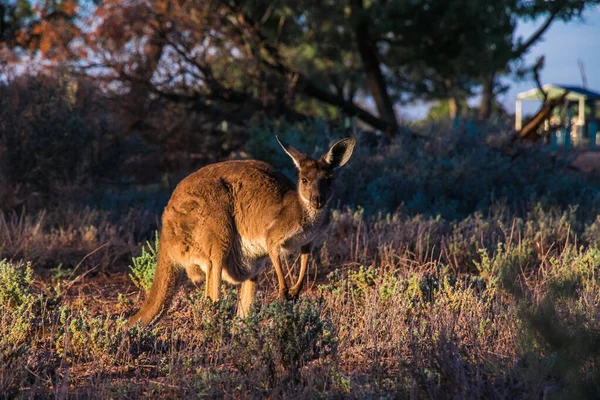 Avustralya kırsalında vahşi bir kanguru — Stok fotoğraf