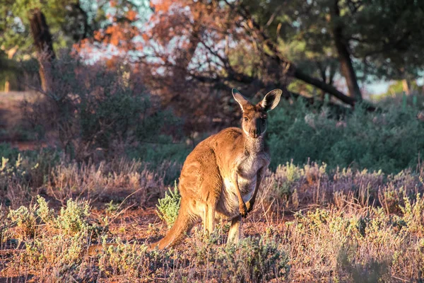 Дикий кенгуру в австралийской глубинке — стоковое фото