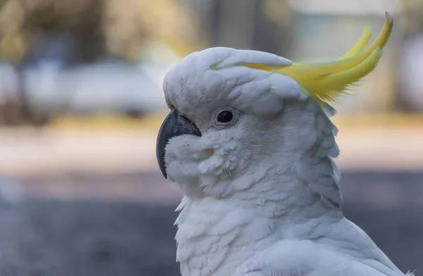 Uma cacatua de crista de enxofre branca australiana em Victoria — Fotografia de Stock