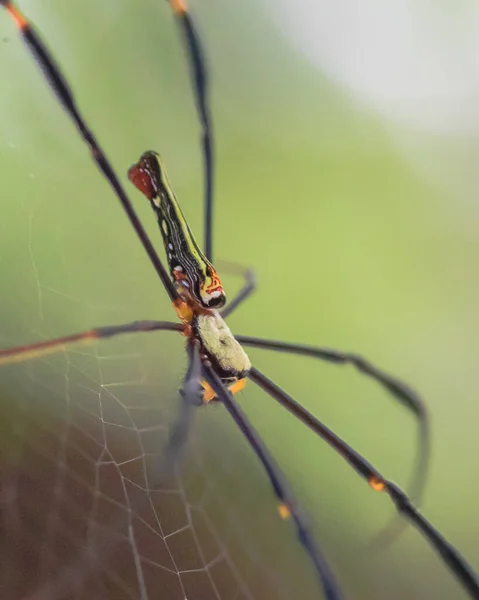 Tecelão de orbe gigante ou aranha de madeira gigante — Fotografia de Stock